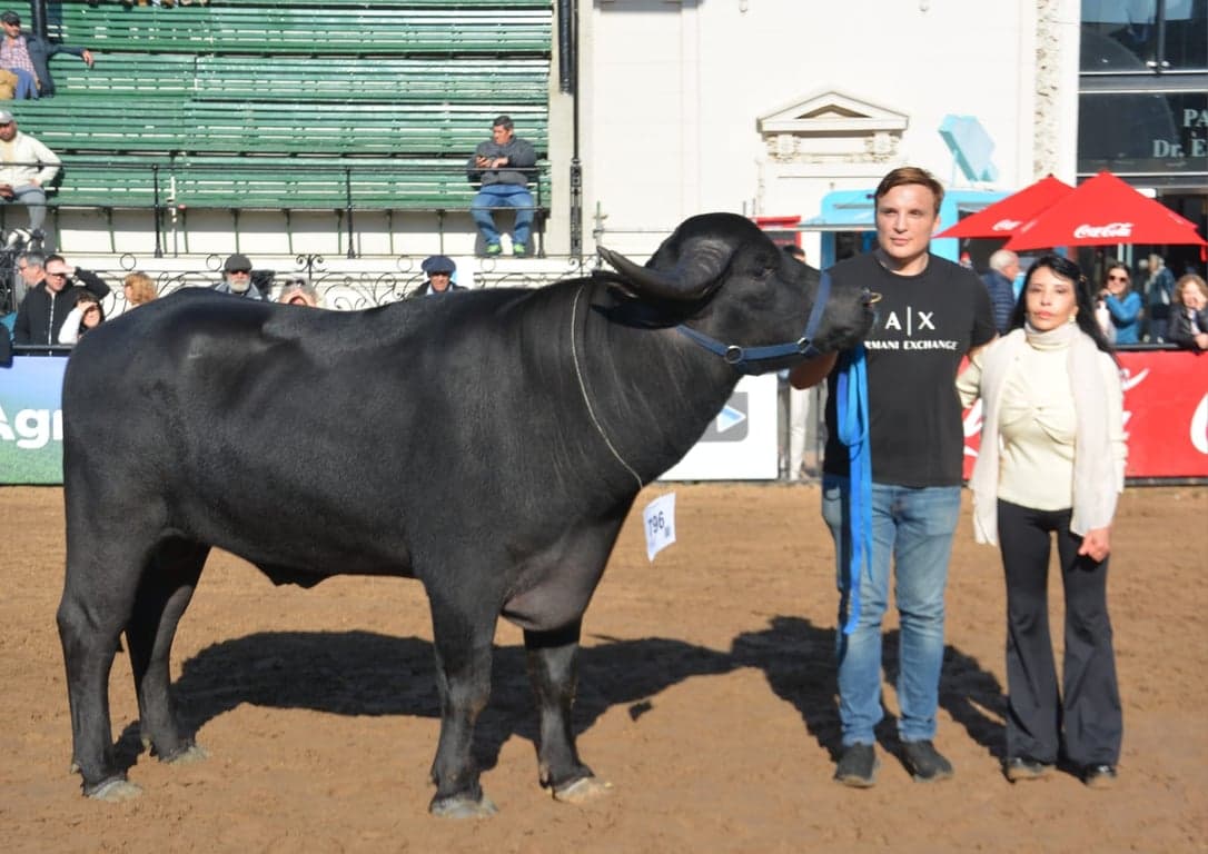 Los búfalos correntinos, protagonistas de la Expo Rural de Palermo